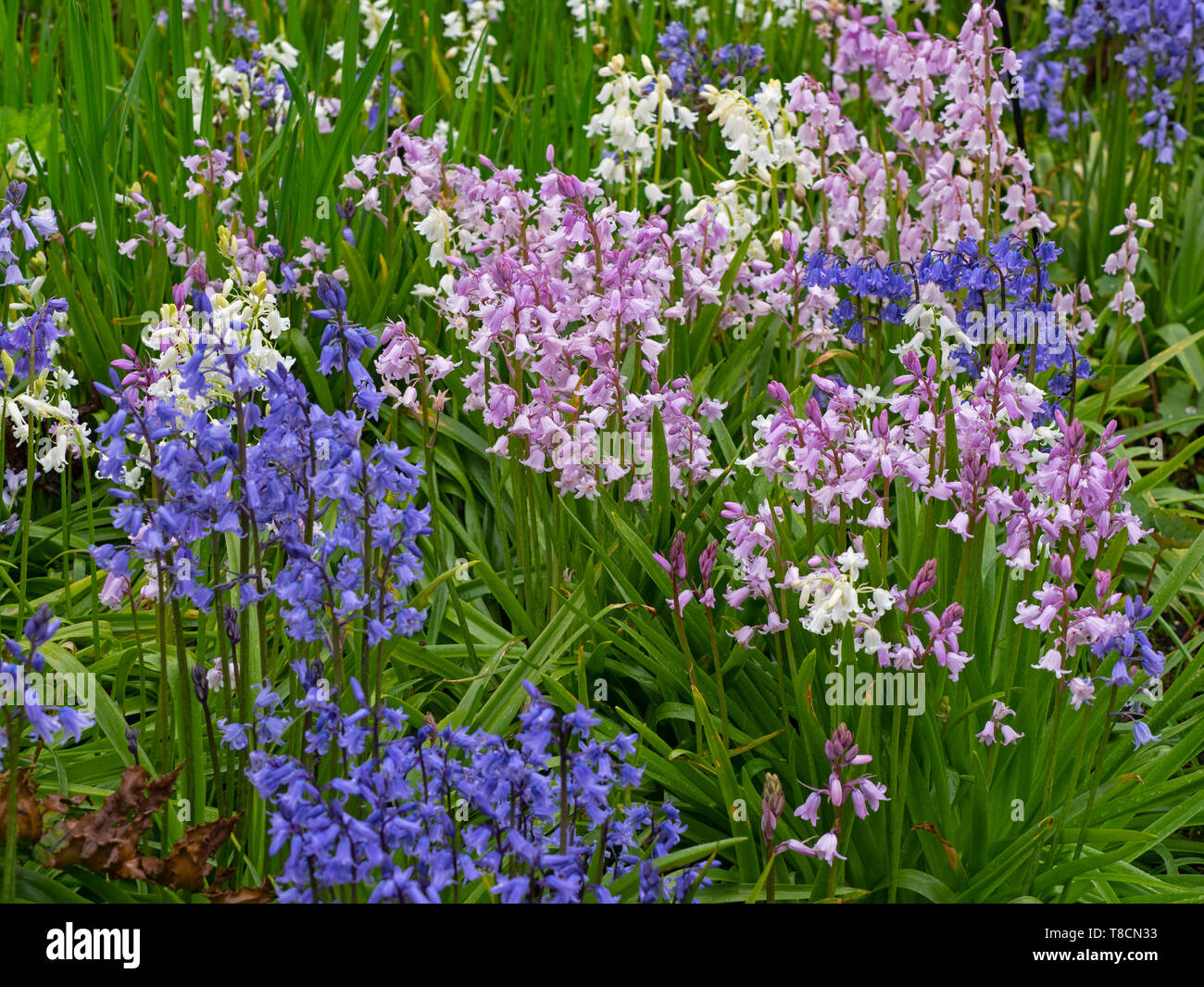 Spanish bluebell Hyacinthoides hispanica in frontiera di fiori Foto Stock