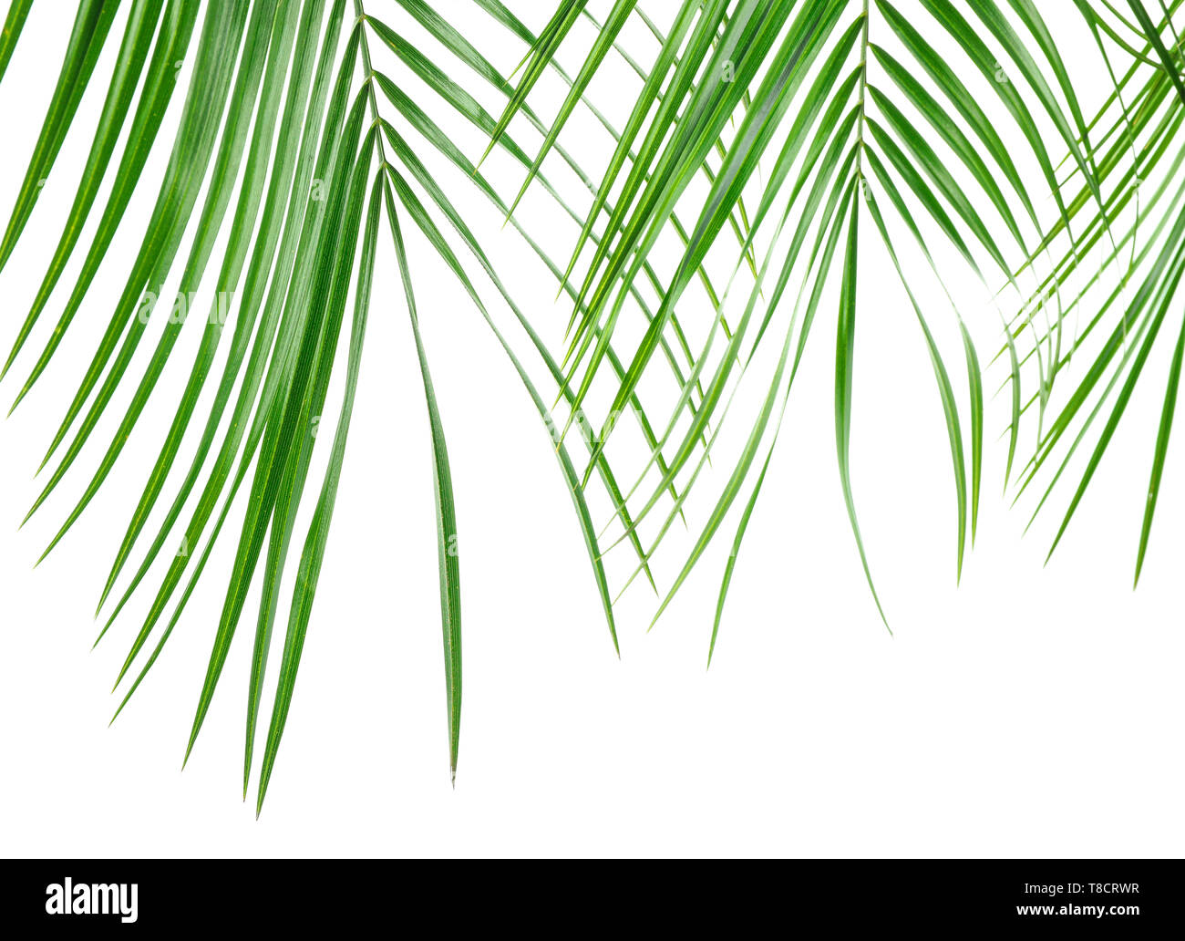 Belle foglie di palmo isolati su sfondo bianco, primo piano. Pianta esotica Foto Stock