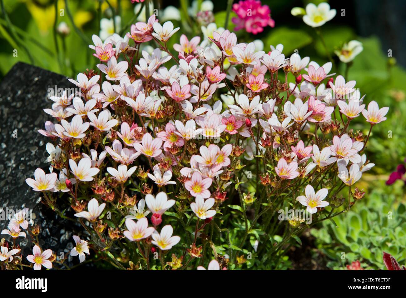 Saxifraga 'Apple Blossom' Foto Stock