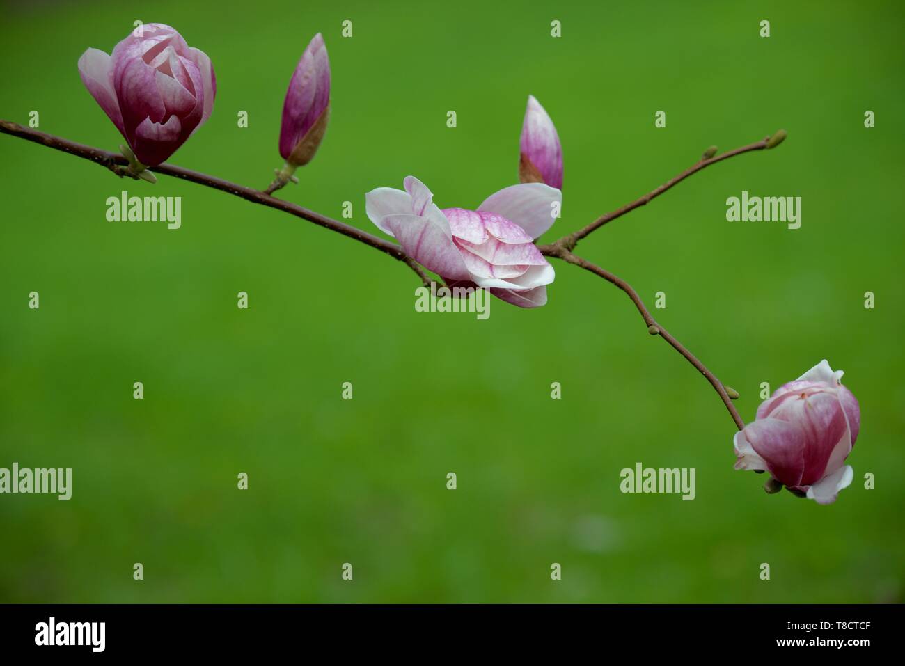 Cambia il tuo umore quando si vede e si sente gli alberi fioriscono ancora...che è la natura. Foto Stock
