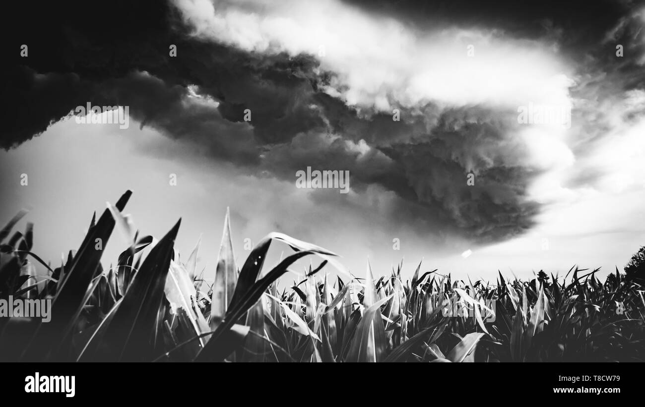 Visualizzazione bianco e nero di una terribile tempesta scuro avvicina. Che scorre sopra i campi di mais. Foto Stock