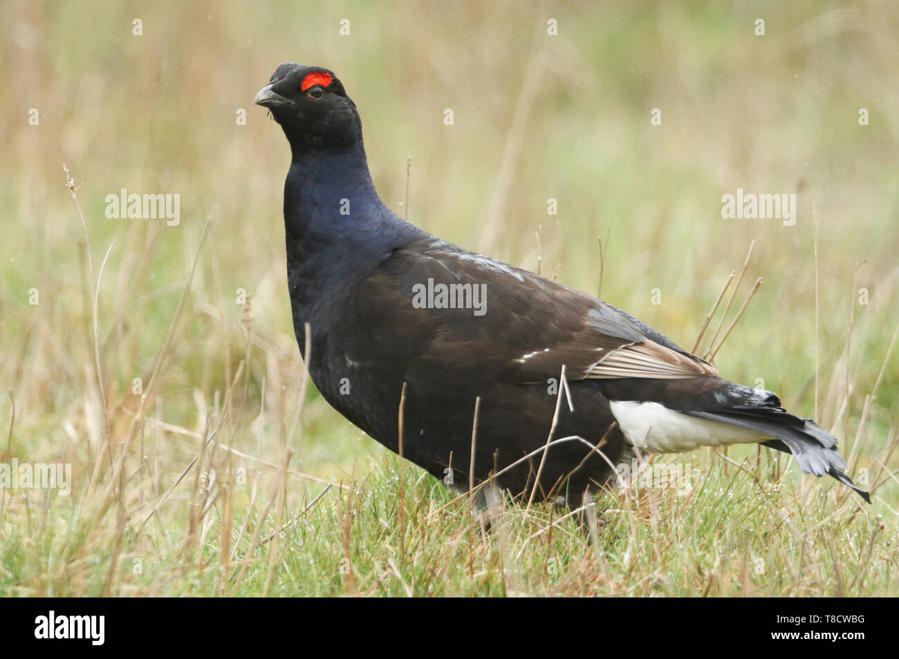 Un incredibile raro maschio di gallo forcello, Tetrao tetrix, alimentando i Mori di Durham, Regno Unito. Foto Stock