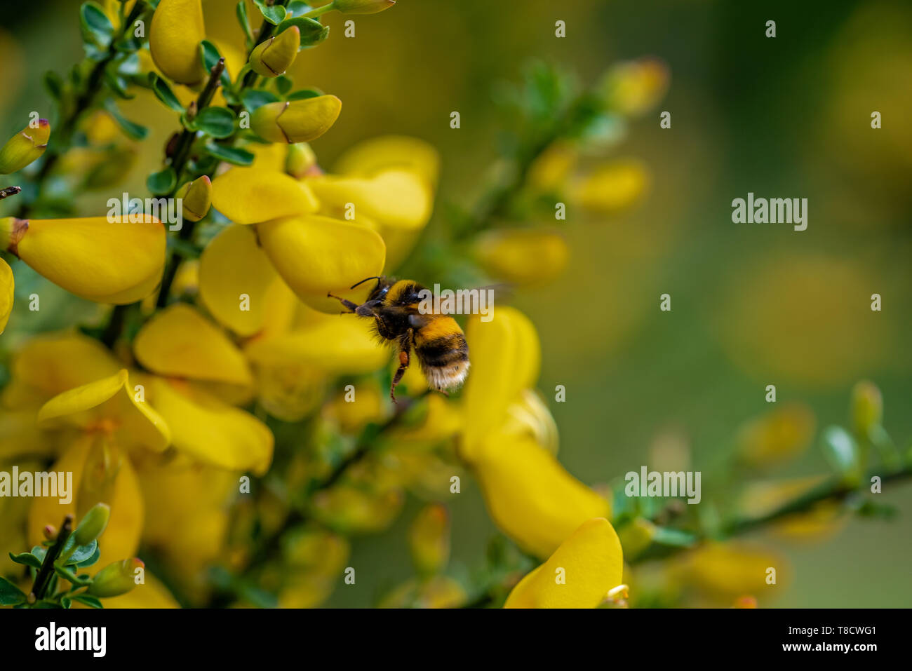 Un bianco-tailed bumblebee in volo. Foto Stock