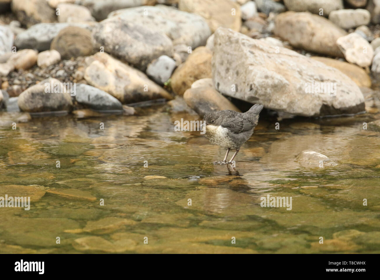 Un simpatico baby bilanciere, Cinclus cinclus, in piedi su una roccia nel mezzo di un fiume. Si è in attesa che il suo genitore di tornare e di alimentarla. Foto Stock