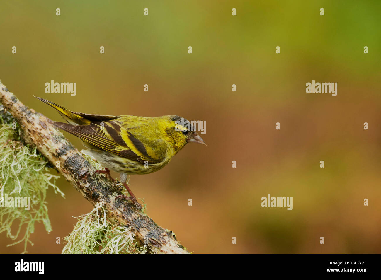 Eurasian maschio lucherino, Carduelis spinus Dumfries and Galloway, Scotland, Regno Unito Foto Stock