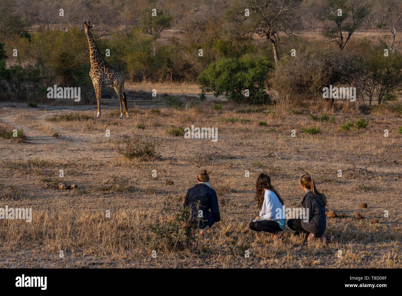 Tre giovani donne a piedi la visione di una giraffa Foto Stock