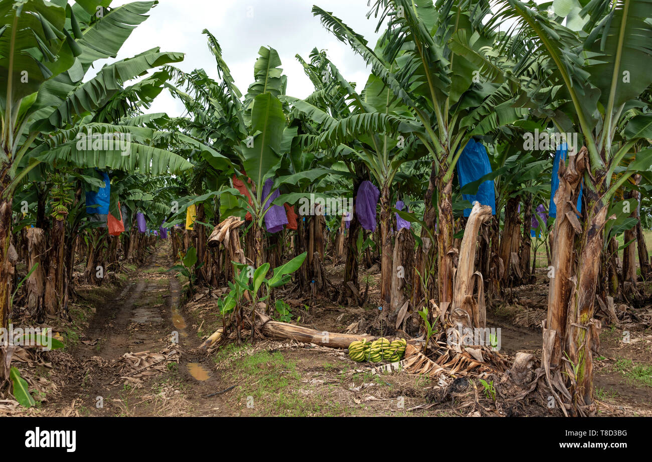 Coltivazione della banana, Innisfail, Queensland, Australia Foto Stock