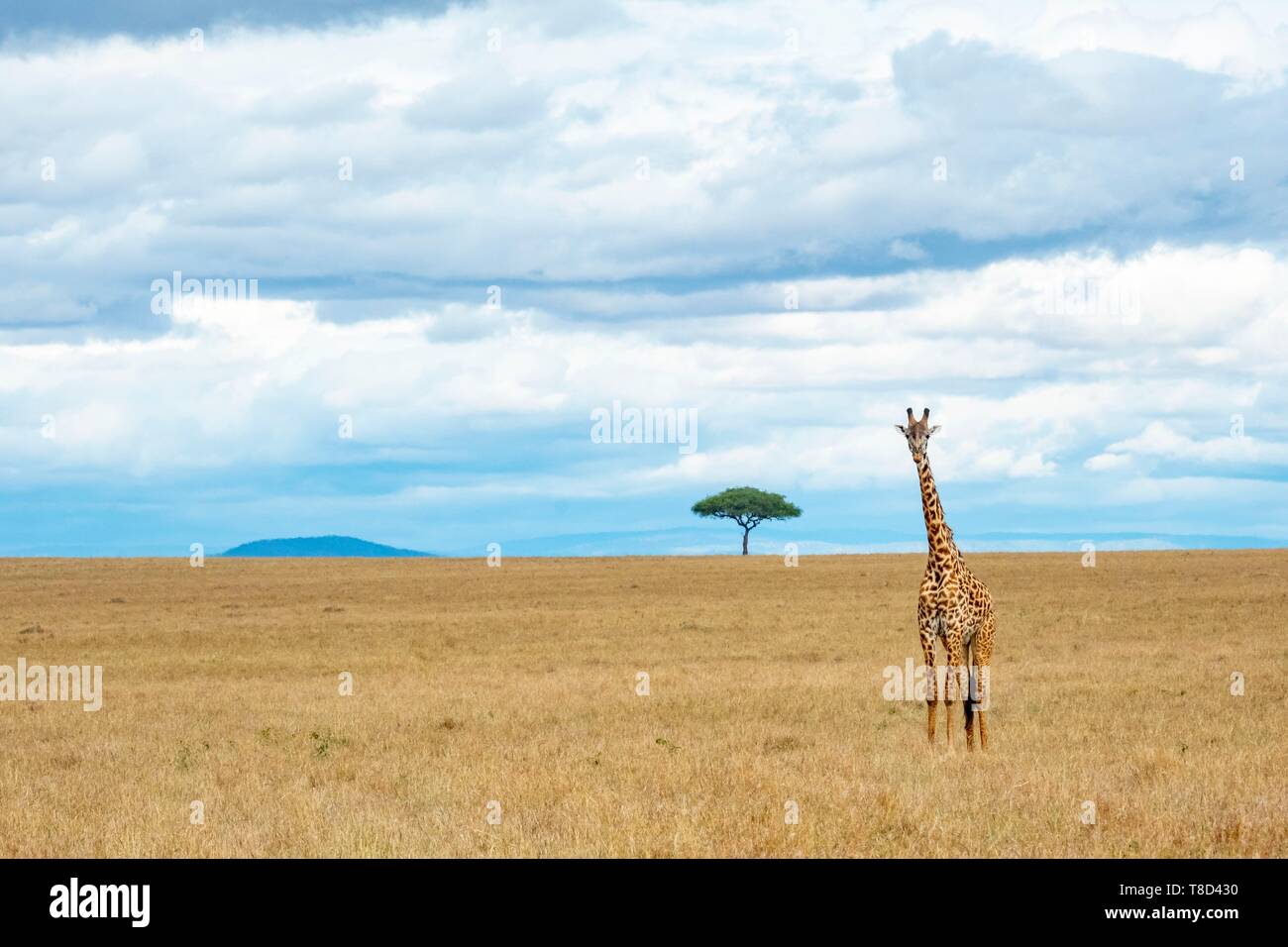 Kenia Masai Mara Game Reserve, Girafe masai (Giraffa tippelskirchi), nelle pianure nella stagione secca Foto Stock