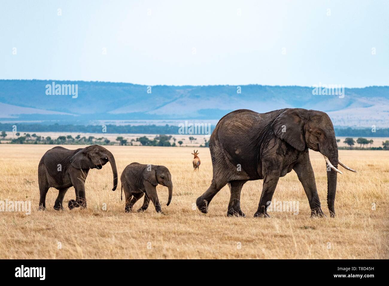 Kenia Masai Mara Game Reserve, Elefante africano (Loxodonta africana), femmina e la sua youngs nelle pianure nella stagione secca Foto Stock