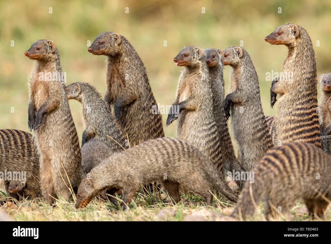 Kenia Masai Mara Game Reserve, nastrati mongoose (Mungos mungo), gruppo in alert Foto Stock