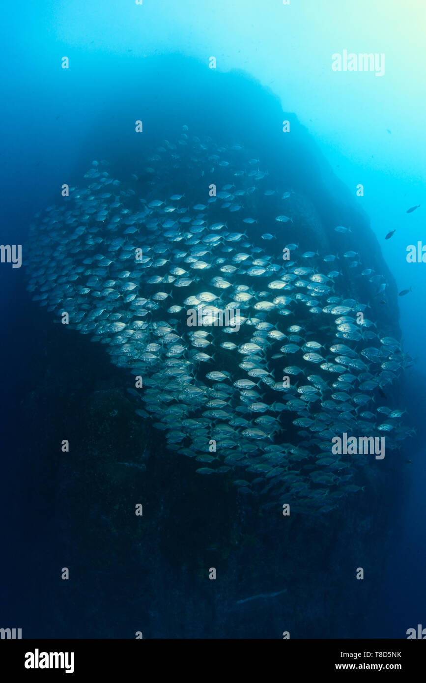 Grande Scuola di tonno obeso trevallies (Caranx sexfasciatus) - paesaggio subacqueo di Revillagigedo Arcipelago Foto Stock