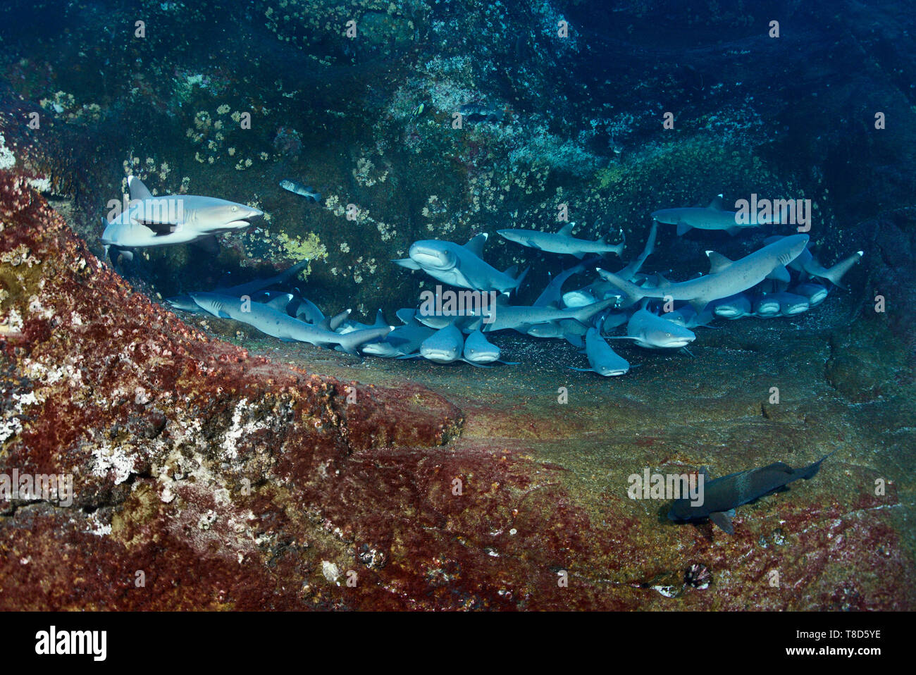 Bianco-punta gli squali (Triaenodon obesus) stanno dormendo nella bocchetta a lancia a Roca Partida - paesaggio subacqueo di Revillagigedo Arcipelago Foto Stock