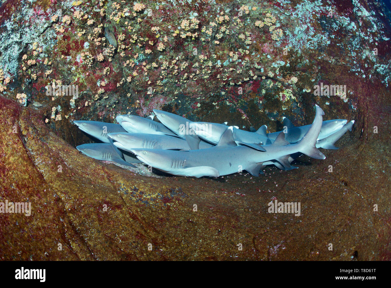 Bianco-punta gli squali (Triaenodon obesus) stanno dormendo nella bocchetta a lancia a Roca Partida - paesaggio subacqueo di Revillagigedo Arcipelago Foto Stock