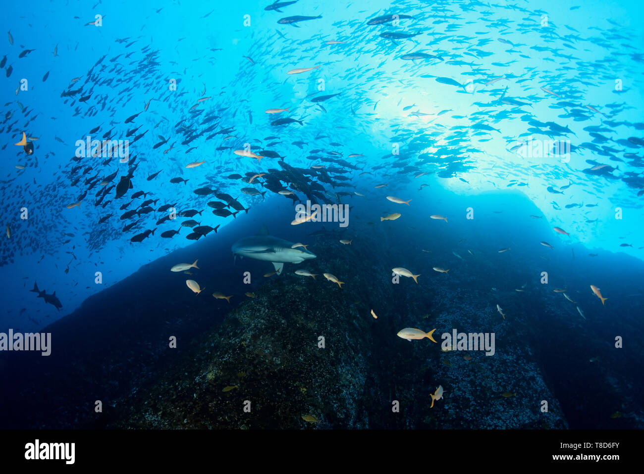 Le Galapagos shark (Carcharhinus galapagensis) nuotare lungo la parete di Roca Partida - paesaggio subacqueo di Revillagigedo Arcipelago Foto Stock