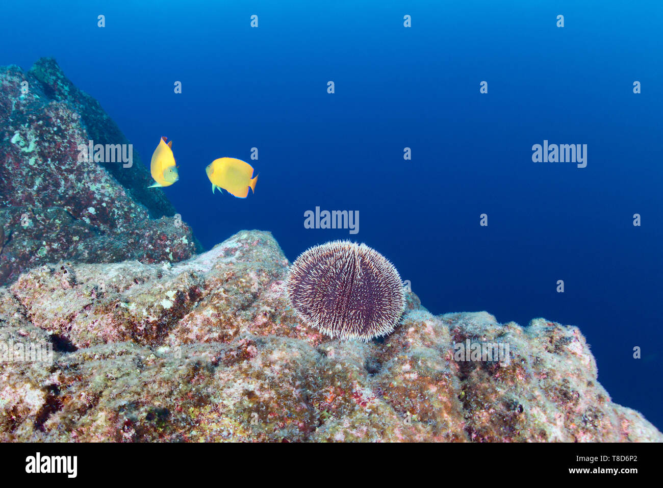 Due il Clarion pesci angelo (Holacanthus clarionensis) - manta pulizia del pesce e ricci di mare sulla roccia - paesaggio subacqueo di Revillagigedo Foto Stock