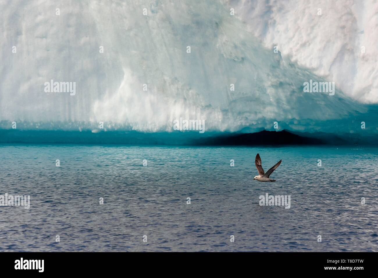 La Groenlandia, costa ovest, Disko Bay, Ilulissat, icebergs elencati come patrimonio mondiale dall' UNESCO che è la bocca del Sermeq Kujalleq Glacier, Northern Fulmar (Fulmarus glacialis) Foto Stock