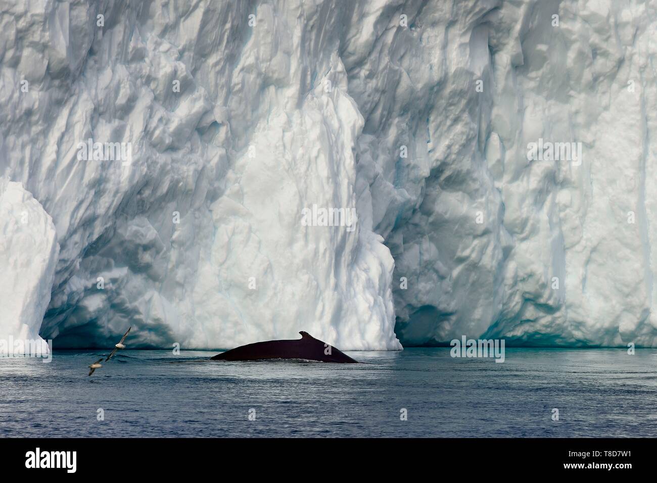 La Groenlandia, costa ovest, Disko Bay, Ilulissat, icebergs elencati come patrimonio mondiale dall' UNESCO che è la bocca del Sermeq Kujalleq ghiacciaio, Humpback Whale (Megaptera novaeangliae) Foto Stock