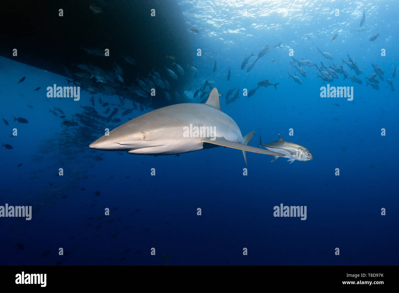 Elegante squalo seta (Carcharhinus falciformis) nuotare sotto la barca attraverso un paesaggio subacqueo di Revillagigedo Arcipelago Foto Stock