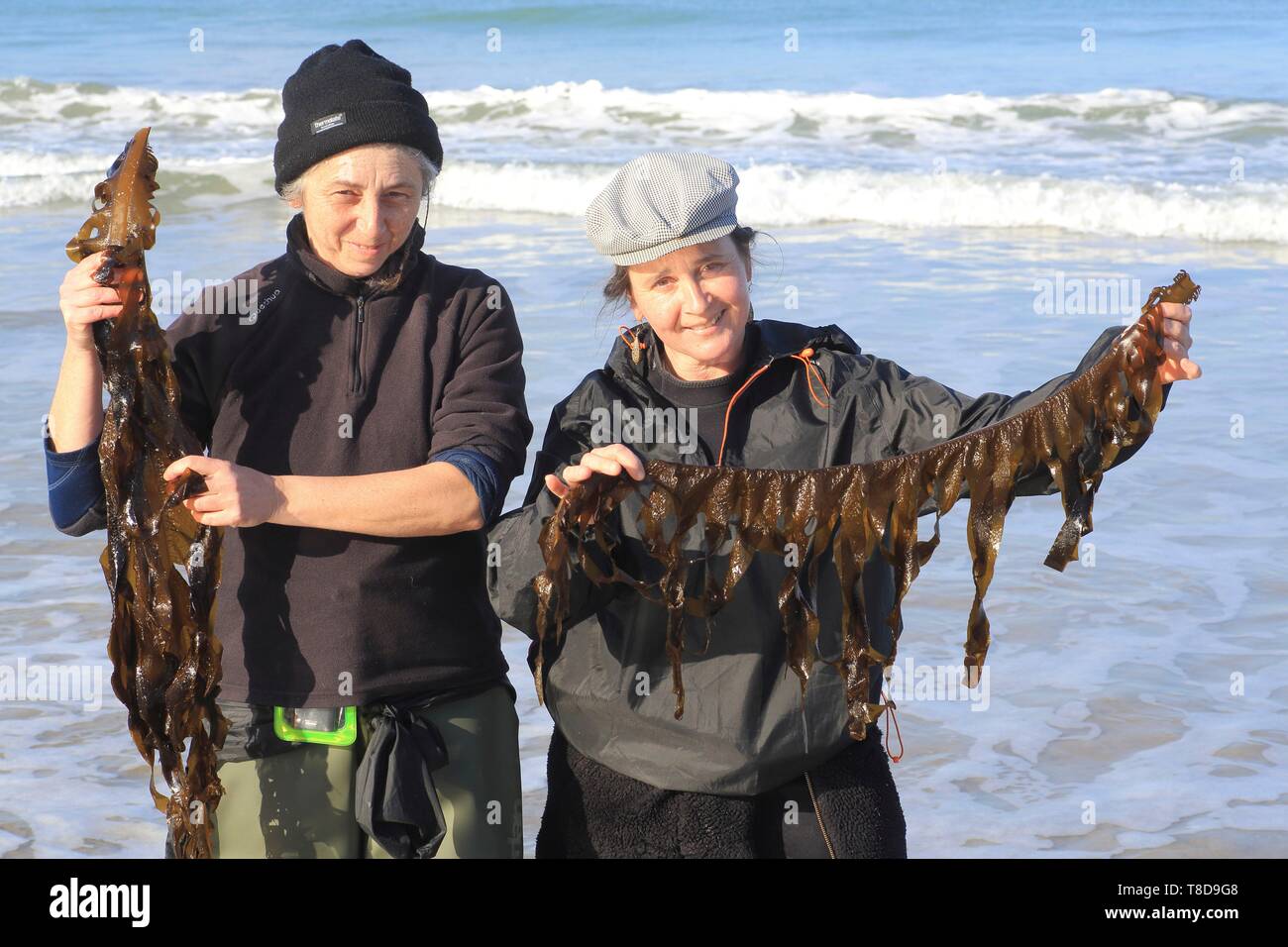 Francia, Ille et Vilaine, Costa Smeralda, Saint Lunaire, Nathalie Hamon e Nathalie Ameline raccolti sulla spiaggia (alghe wakame qui) per trasformarli in prodotti gourmet e li vende con il marchio alg'Emeraude Foto Stock Francia, Ille et Vilaine, Costa Smeralda, Saint Lunaire, Nathalie Hamon e Nathalie Ameline raccolti sulla spiaggia (alghe wakame qui) per trasformarli in prodotti gourmet e li vende con il marchio alg'Emeraude Foto Stock