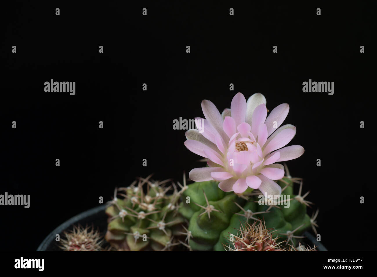Cactus in una pentola sulla lavagna, sullo sfondo di piante succulente Foto Stock