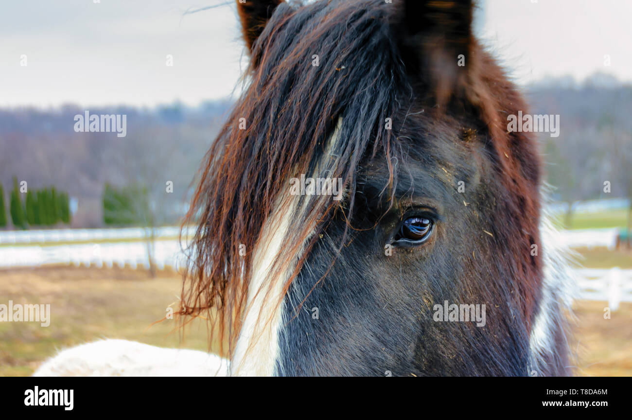 Un occhio di un cavallo/a cavallo dell'occhio. Un cavallo bellissimo guardare dritto verso la fotocamera. Gli occhi mostrano il riflesso della recinzione bianco del cavallo fattoria. Foto Stock
