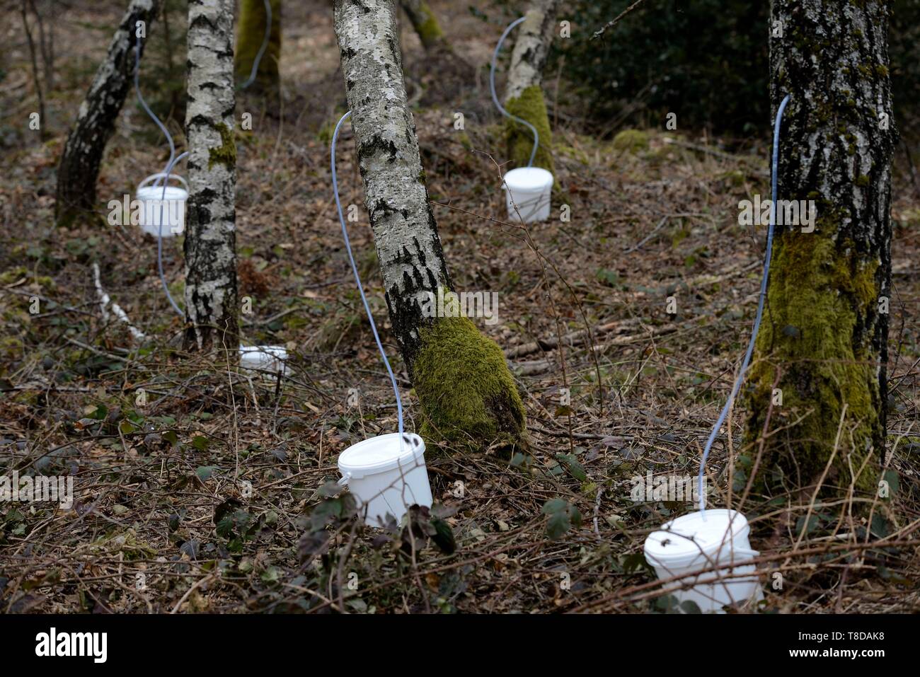 Francia, Vosges, Granges sur Vologne, Berchigranges giardino, raccolto di birch sap in primavera Foto Stock