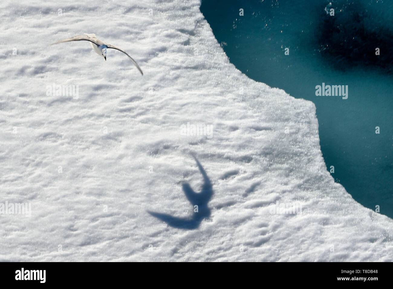 La Groenlandia, North West Coast, Smith suono, Northern Fulmar (Fulmarus glacialis) volare sopra il ghiaccio floe Foto Stock