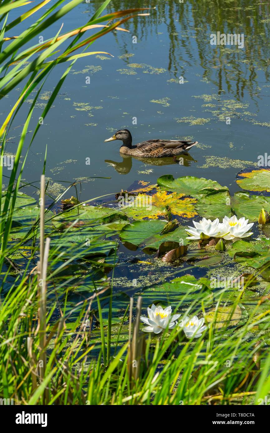 Francia, Hauts de Seine, Clichy, Parc des Impressionnistes, ninfee in fiore e la canna da zucchero Foto Stock