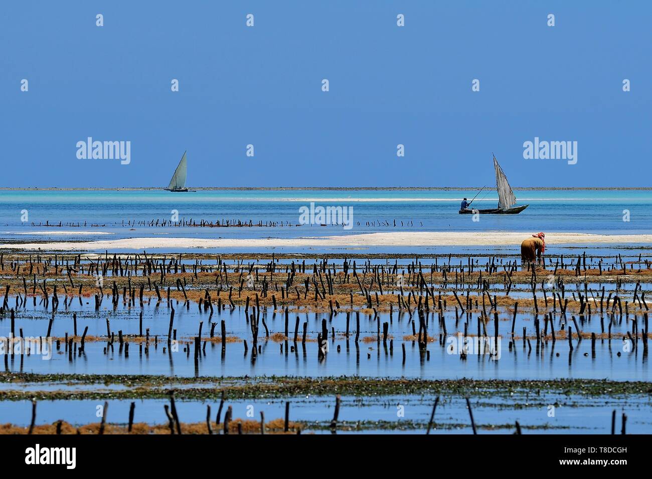 Tanzania, Zanzibar Jambiani, donna raccolta di alghe marine Foto Stock