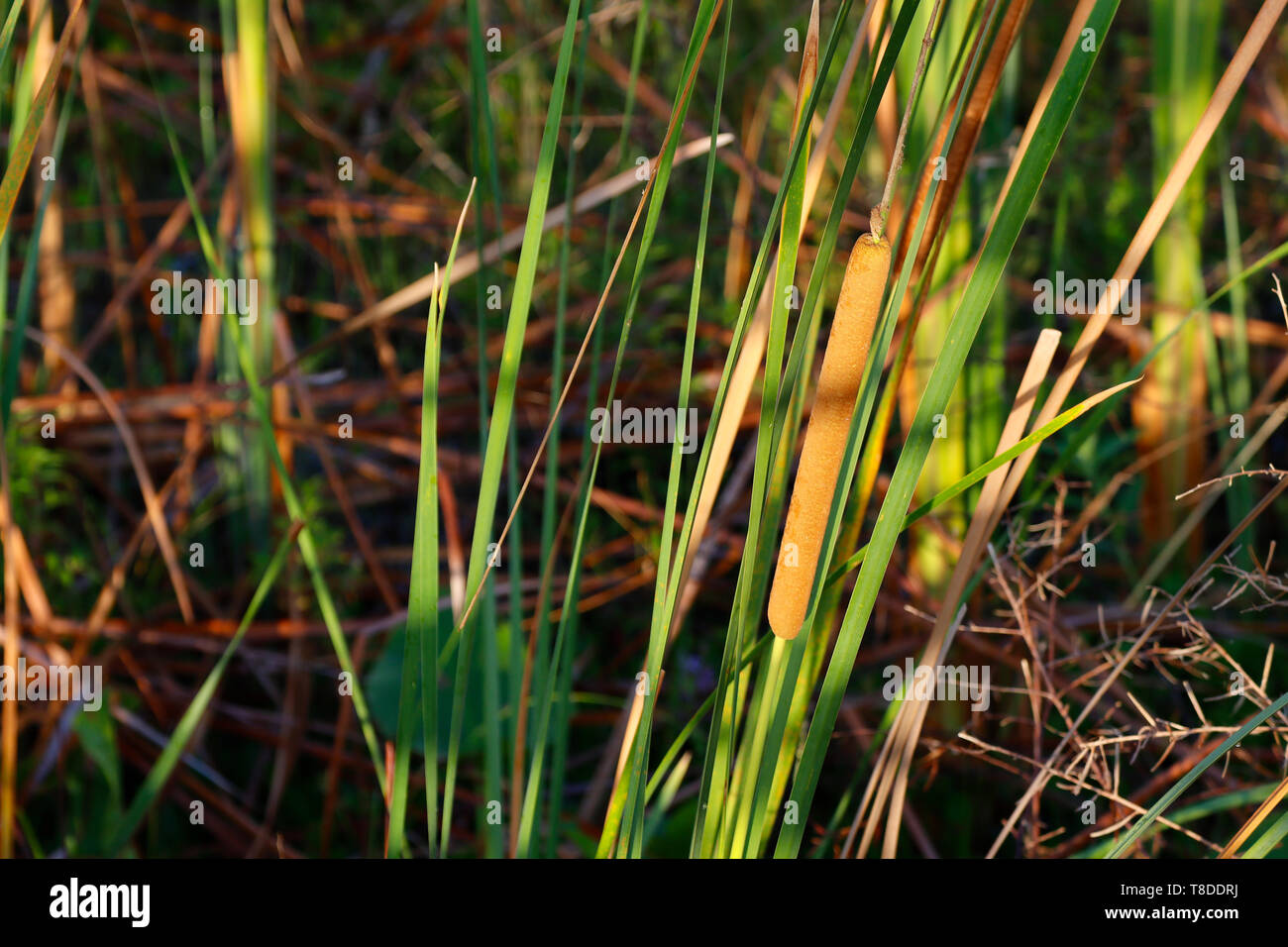 Cattails in una palude di acqua dolce Foto Stock