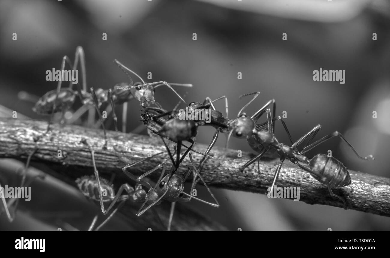 Concept team lavorano insieme Foto Stock