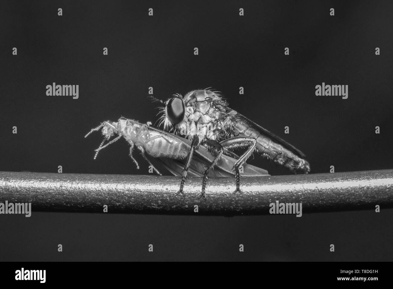 Rapinatore volare con la preda Foto Stock