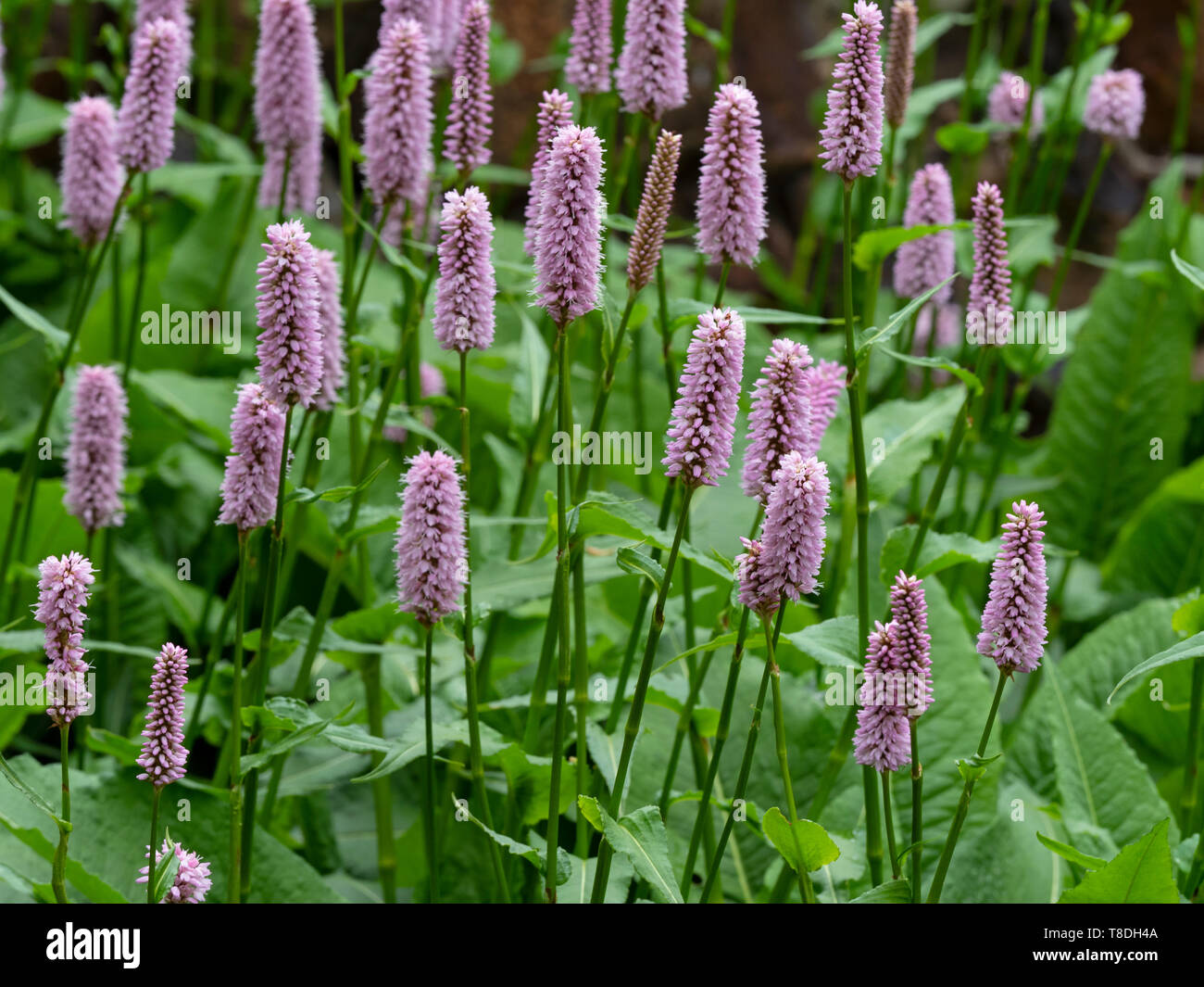 Bistort comune Bistorta officinalis Foto Stock