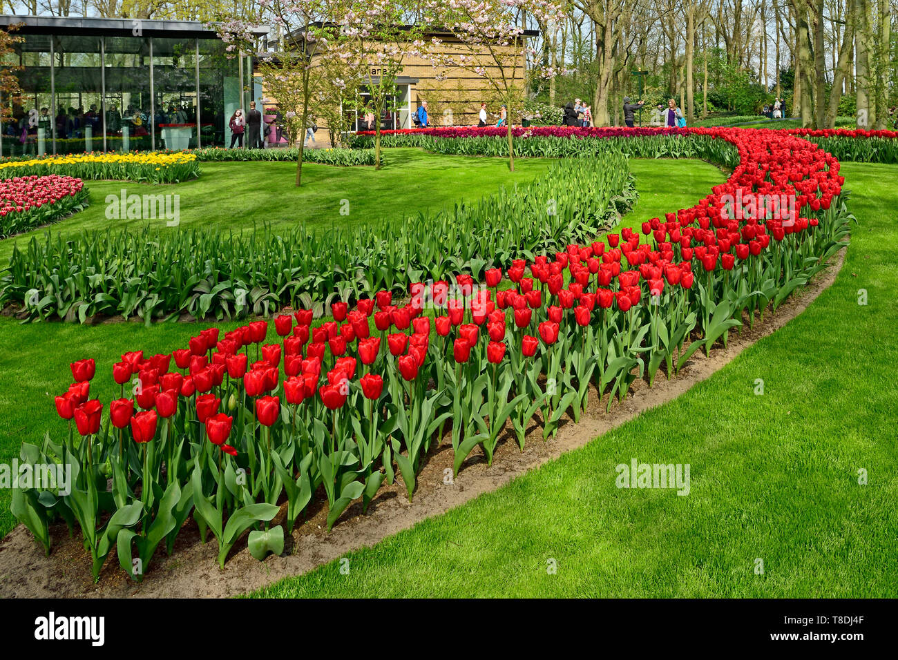 Fotografato in un unico colore tulipani giardino, sono puro colore rosso in curva letto floreale Aprile 2019 Foto Stock