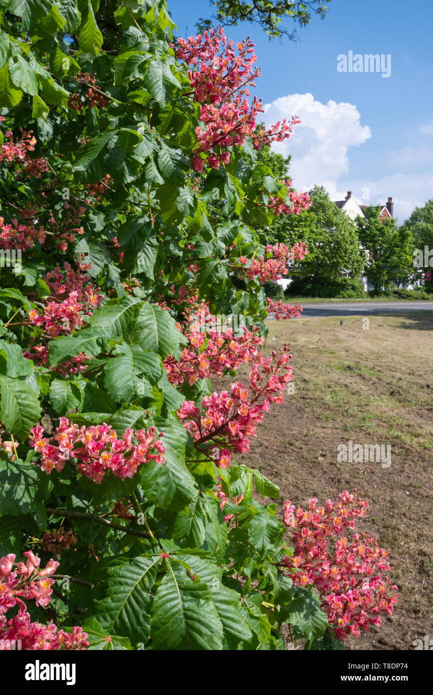 Cavallo rosso Chestnut Tree (Aesculus carnea, Aesculus X carnea, un fertile specie ibrida) con colore rosso o rosa fiori durante il mese di maggio, a fioritura primaverile, REGNO UNITO Foto Stock