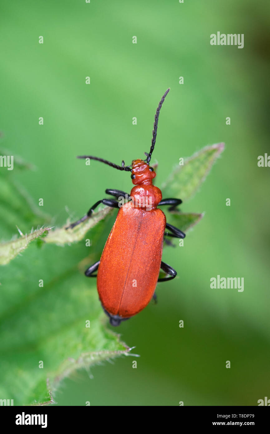 Red-headed cardinale beetle, chiamato anche il cardinale comune beetle (Pyrochroa serraticornis) su ortica durante il mese di maggio, Regno Unito Foto Stock