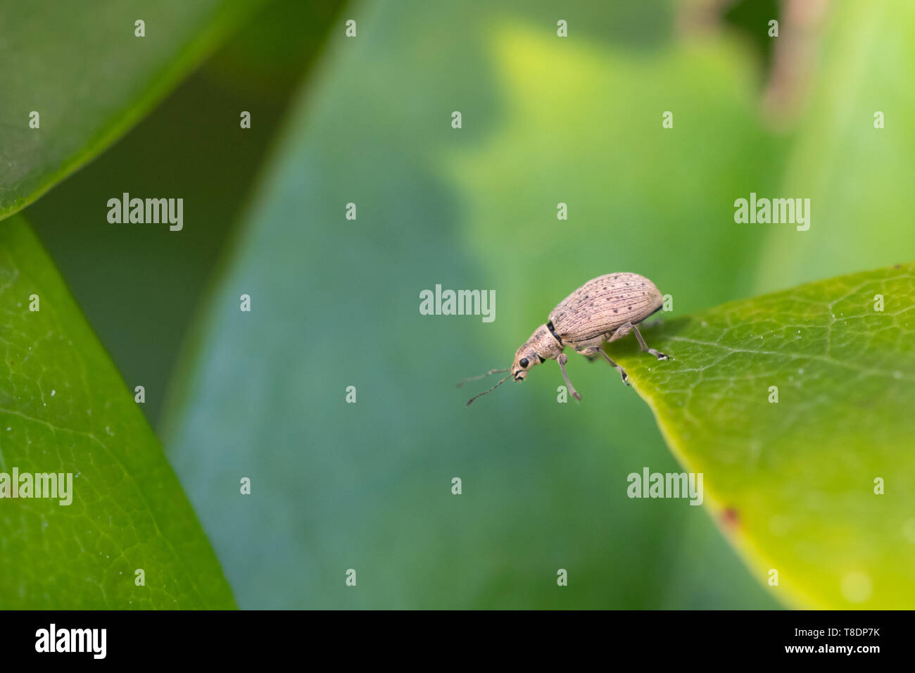 Curculione, un piccolo insetto, su foglie di rododendro, REGNO UNITO Foto Stock