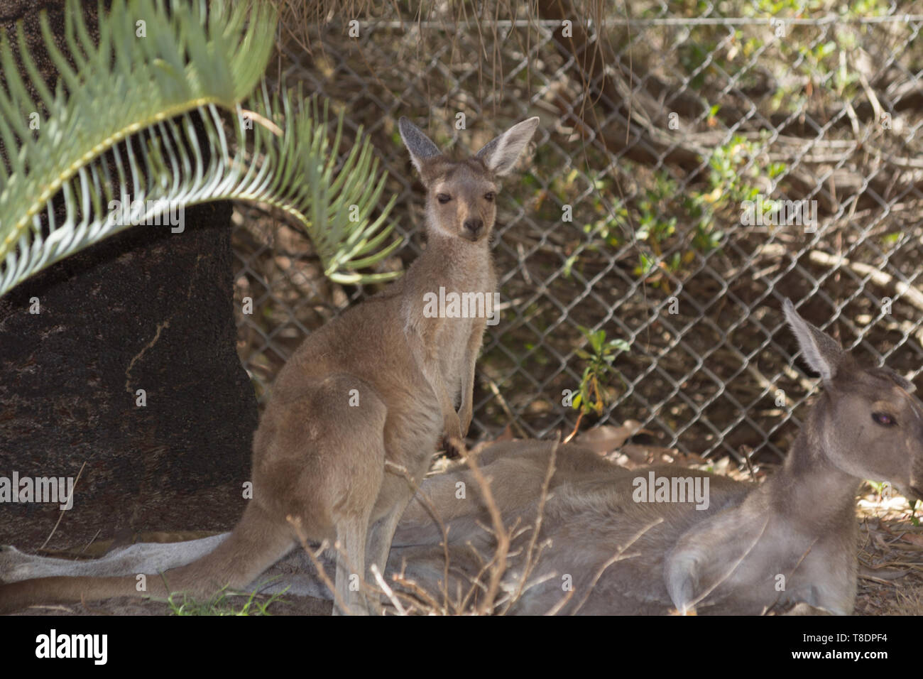 Canguro di bambino e sua madre di riposo. Perth, Western Australia, Australia. Foto Stock
