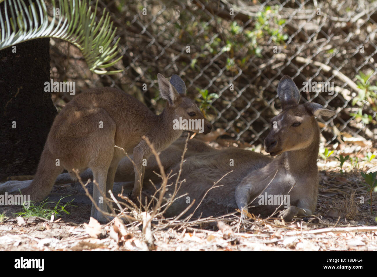 Canguro di bambino e sua madre di riposo. Perth, Western Australia, Australia. Foto Stock