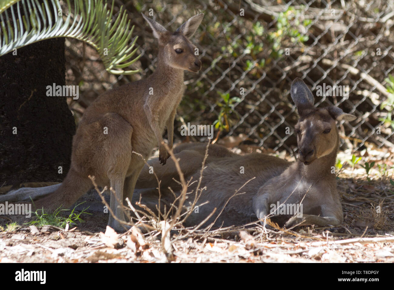 Canguro di bambino e sua madre di riposo. Perth, Western Australia, Australia. Foto Stock