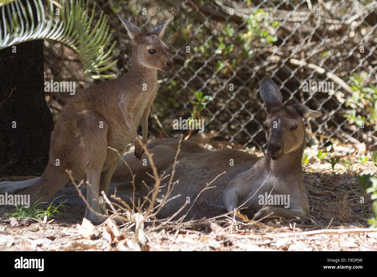 Canguro di bambino e sua madre di riposo. Perth, Western Australia, Australia. Foto Stock