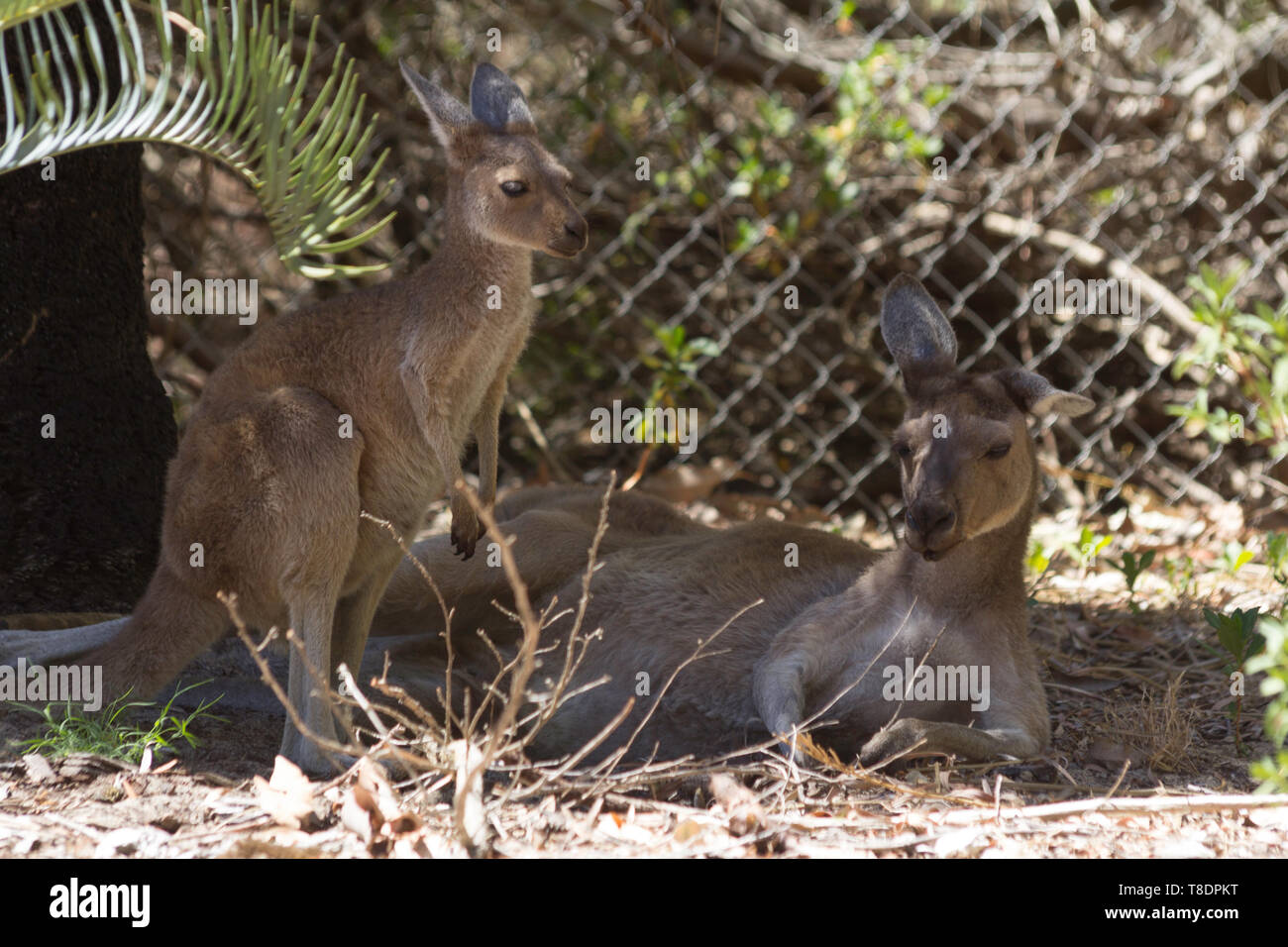 Canguro di bambino e sua madre di riposo. Perth, Western Australia, Australia. Foto Stock