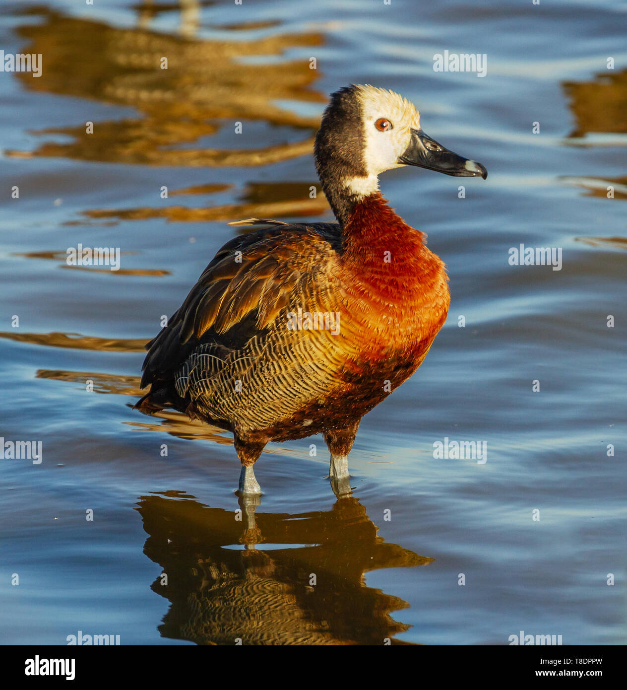 Di fronte bianco-sibili d'anatra, Dendrocygna viduata, stando in piedi in leggera ondulazione acqua liscia vista laterale di close-up del Parco Nazionale Amboseli Kenya Africa orientale Foto Stock