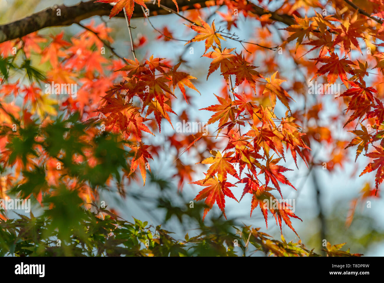 Foglie di acero rosso in autunno retroilluminate, Hakone, Giappone Foto Stock