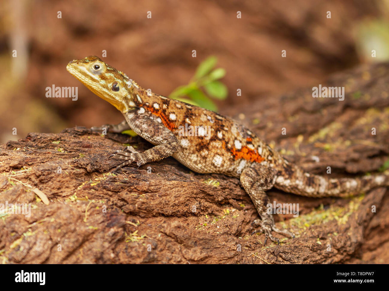 Femmina red-headed rock agama lizard, Agama agama, sul ramo di albero, Samburu riserva nazionale, Kenya, Africa orientale Foto Stock