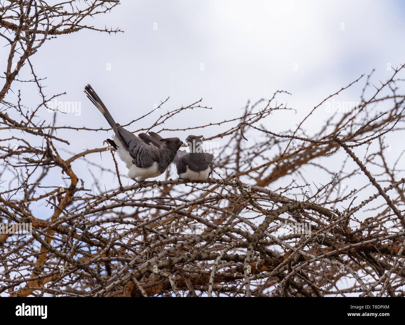 2 due bianco-panciuto andare lontani uccelli Corythaixoides leucogaster su albero ramo superiore cresta e code lunghe sfondo cielo Ol Pejeta Conservancy Kenya Africa Foto Stock