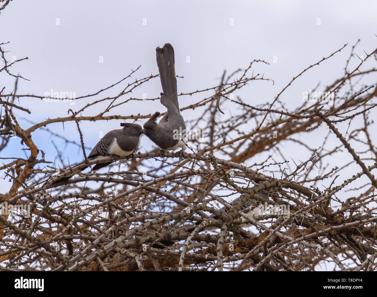 2 due bianco-panciuto andare lontani uccelli Corythaixoides leucogaster su albero ramo superiore cresta e code lunghe sfondo cielo Ol Pejeta Conservancy Kenya Africa Foto Stock