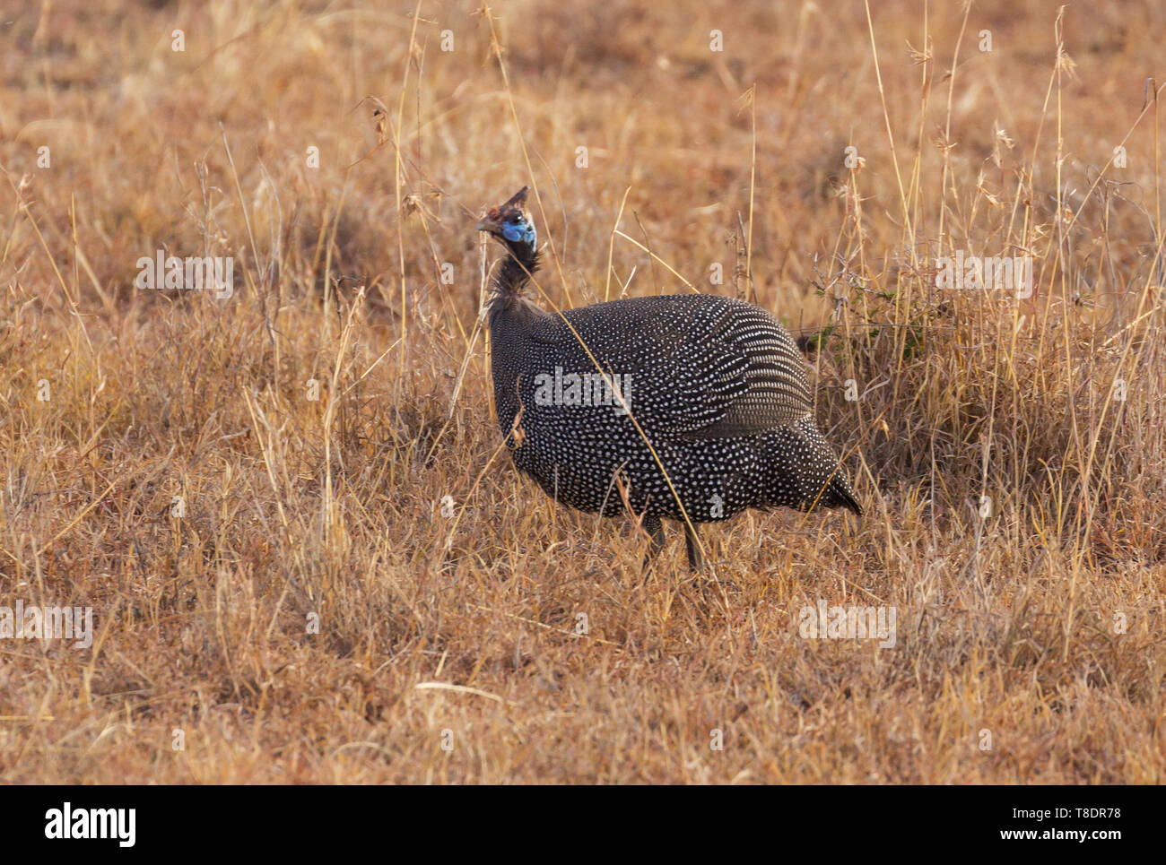 Helmeted faraone Numida meleagris profilo laterale a piedi in alto di erba gialla Riserva Nazionale di Masai Mara Kenya Africa orientale Foto Stock