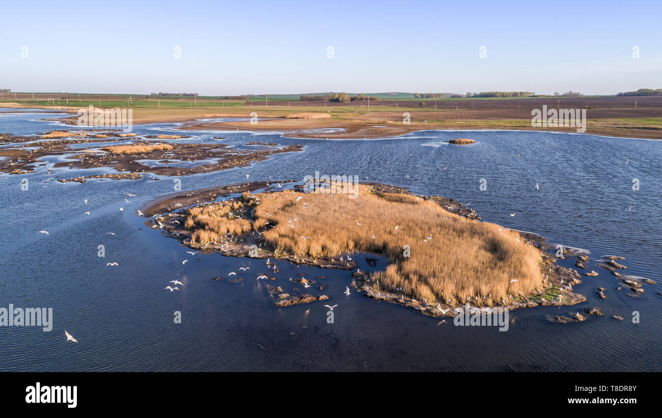 Colonia di gabbiani nel Delta del Danubio, Romania Foto Stock