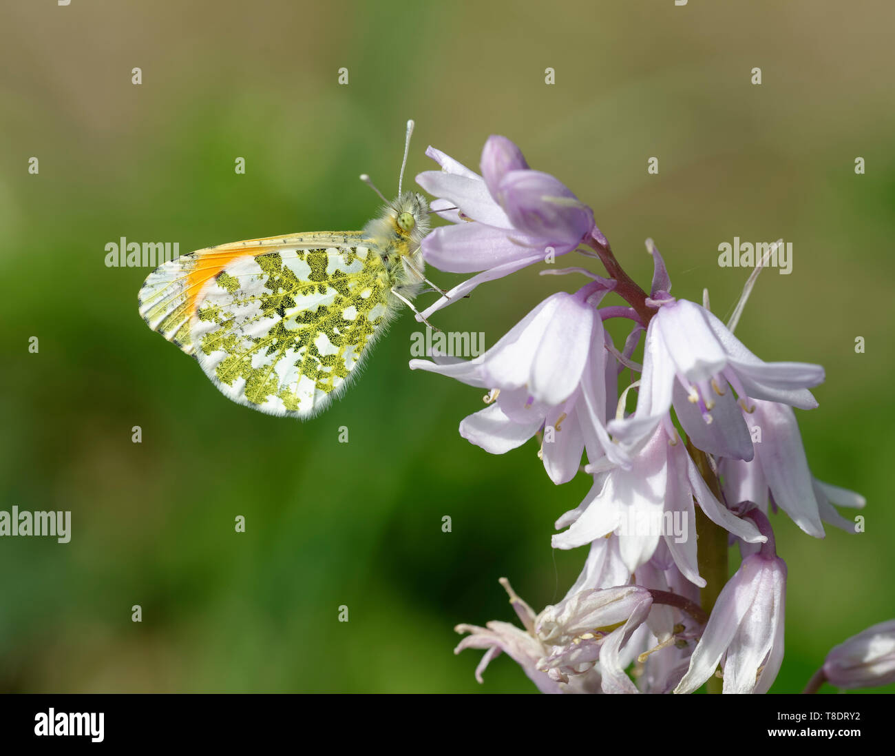 Punta arancione Butterfly - Anthocharis cardamines maschio sul lato inferiore Bluebells spagnolo - Hyacinthoides hispanica Foto Stock